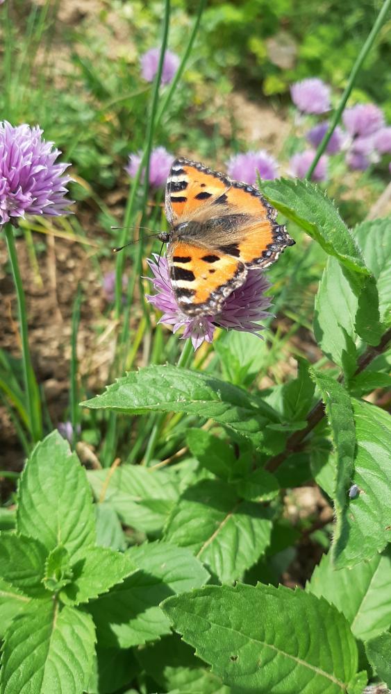 Schmetterling